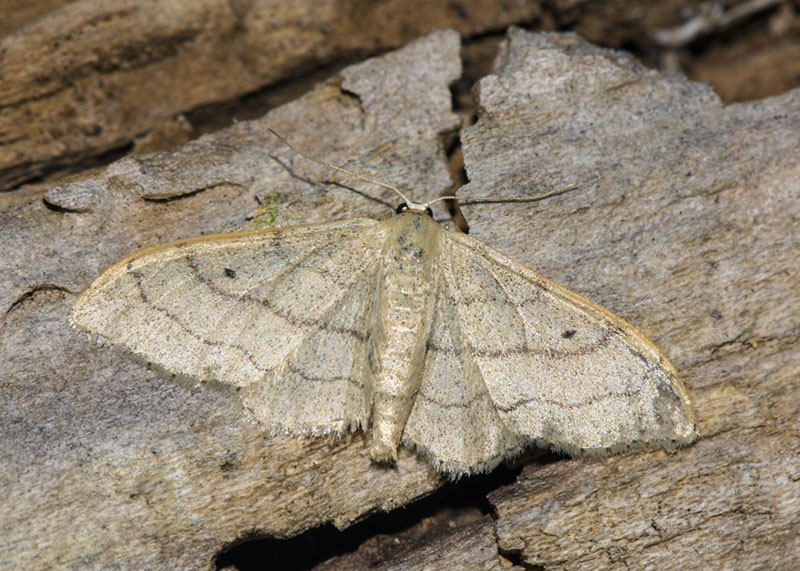 Geometridae - Idaea aversata